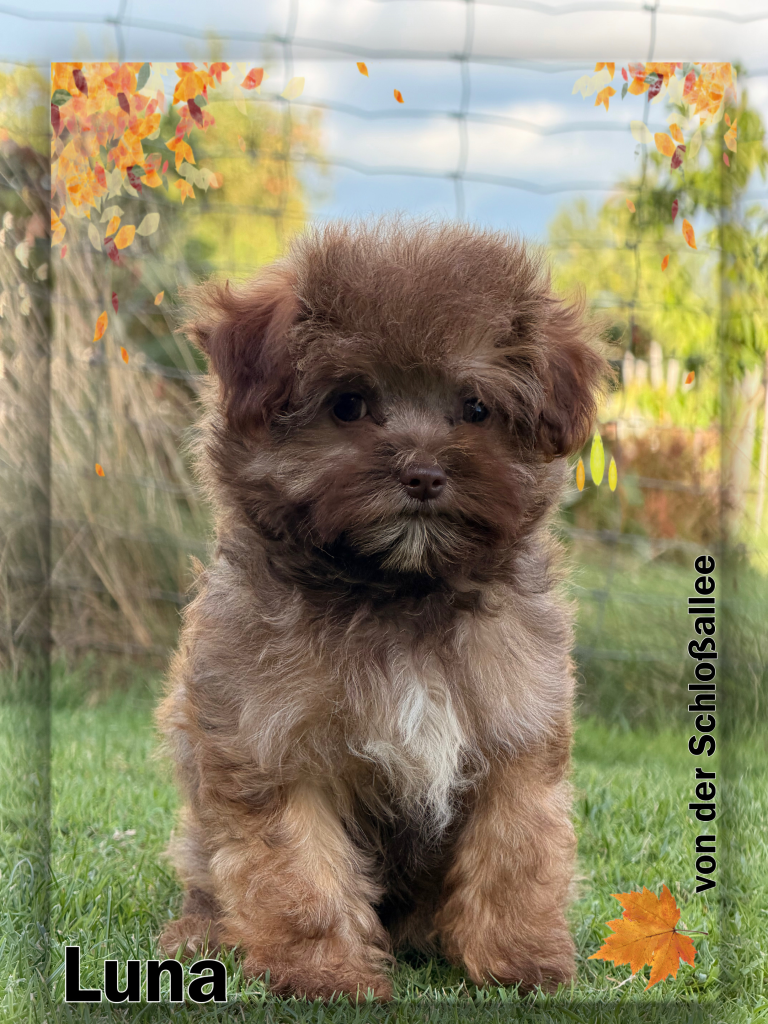 Bolonka Zwetna Zucht von der Schloßallee Schlossallee Züchter Welpe Welpen dog puppy Rüde Ruede Hündin Huendin kleinbleibend mini klein gesund kerngesund niedlich Mädchen Junge Familienhund MV Mecklenburg Vorpommern Schwerin Rostock Greifswald Güstrow Teterow Wismar Müritz Usedom Zinnowitz Rügen Bergen Berlin Hamburg Brandenburg Deutschland Niedersachsen Oldenburg Bremerhaven Cuxhaven Bremen Schleswig Holstein Flensburg Kiel Lübeck Stralsund Wittenberge Potsdam Frankfurt Cottbus Magdeburg Sachsen Anhalt Leipzig Chemnitz Zwickau Dresden Thüringen Erfurt Jena Hessen Kassel Rheinland Pfalz Wiesbaden Mainz Saarland Köln Düsseldorf München Bayern Essen Nordrhein Westfalen Augsburg Stuttgart Baden Württemberg Schweiz Österreich England Holland Anfängerhund kinderlieb Allergikerhund russischer Schoßhund Ostsee schokobraun weil creme schwarz Goldzobel schokozobel bunt von der Schlossallee Hundezucht Hof Poggensee Jagdschloss Charakter schwarz weiß Zobel schokozobel
