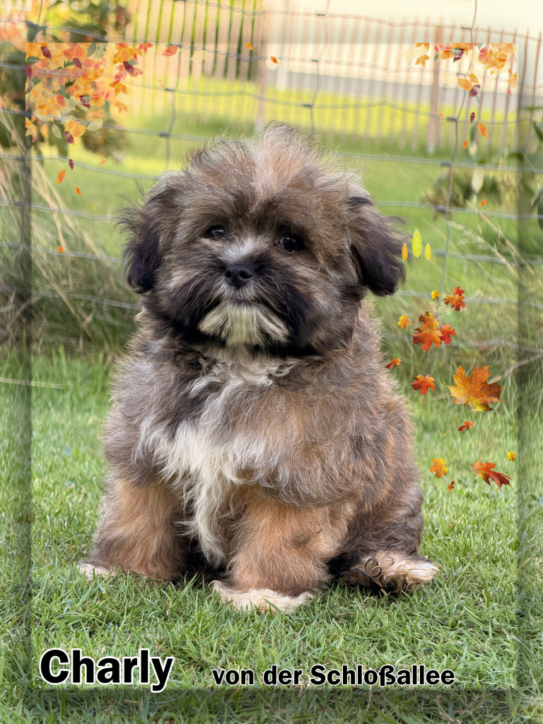 Bolonka Zwetna Zucht von der Schloßallee Schlossallee Züchter Welpe Welpen dog puppy Rüde Ruede Hündin Huendin kleinbleibend mini klein gesund kerngesund niedlich Mädchen Junge Familienhund MV Mecklenburg Vorpommern Schwerin Rostock Greifswald Güstrow Teterow Wismar Müritz Usedom Zinnowitz Rügen Bergen Berlin Hamburg Brandenburg Deutschland Niedersachsen Oldenburg Bremerhaven Cuxhaven Bremen Schleswig Holstein Flensburg Kiel Lübeck Stralsund Wittenberge Potsdam Frankfurt Cottbus Magdeburg Sachsen Anhalt Leipzig Chemnitz Zwickau Dresden Thüringen Erfurt Jena Hessen Kassel Rheinland Pfalz Wiesbaden Mainz Saarland Köln Düsseldorf München Bayern Essen Nordrhein Westfalen Augsburg Stuttgart Baden Württemberg Schweiz Österreich England Holland Anfängerhund kinderlieb Allergikerhund russischer Schoßhund Ostsee schokobraun weil creme schwarz Goldzobel schokozobel bunt von der Schlossallee Hundezucht Hof Poggensee Jagdschloss Charakter schwarz weiß Zobel schokozobel Goldzobel