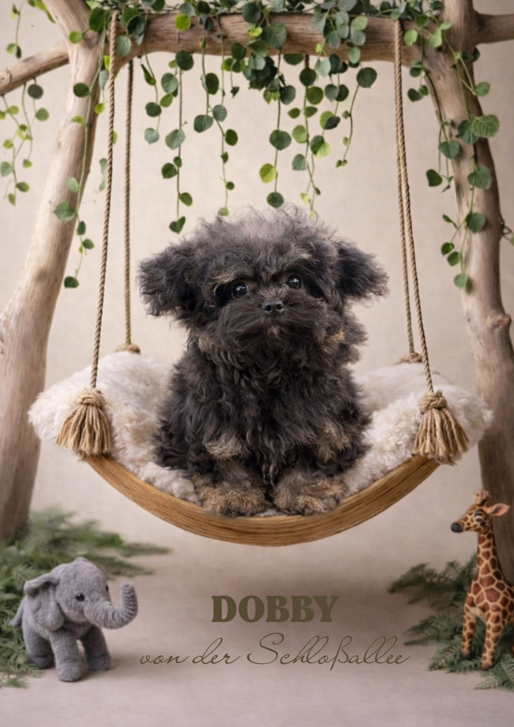 Bolonka Zwetna Zucht von der Schloßallee Schlossallee Züchter Welpe Welpen dog puppy Rüde Ruede Hündin Huendin kleinbleibend mini klein gesund kerngesund niedlich Mädchen Junge Familienhund MV Mecklenburg Vorpommern Schwerin Rostock Greifswald Güstrow Teterow Wismar Müritz Usedom Zinnowitz Rügen Bergen Berlin Hamburg Brandenburg Deutschland Niedersachsen Oldenburg Bremerhaven Cuxhaven Bremen Schleswig Holstein Flensburg Kiel Lübeck Stralsund Wittenberge Potsdam Frankfurt Cottbus Magdeburg Sachsen Anhalt Leipzig Chemnitz Zwickau Dresden Thüringen Erfurt Jena Hessen Kassel Rheinland Pfalz Wiesbaden Mainz Saarland Köln Düsseldorf München Bayern Essen Nordrhein Westfalen Augsburg Stuttgart Baden Württemberg Schweiz Österreich England Holland Anfängerhund kinderlieb Allergikerhund russischer Schoßhund Ostsee schokobraun weil creme schwarz Goldzobel schokozobel bunt von der Schlossallee Hundezucht Hof Poggensee Jagdschloss