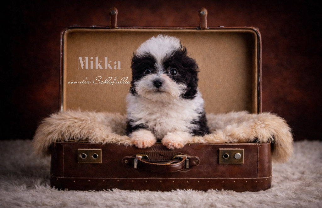 Bolonka Zwetna Zucht von der Schloßallee Schlossallee Züchter Welpe Welpen dog puppy Rüde Ruede Hündin Huendin kleinbleibend mini klein gesund kerngesund niedlich Mädchen Junge Familienhund MV Mecklenburg Vorpommern Schwerin Rostock Greifswald Güstrow Teterow Wismar Müritz Usedom Zinnowitz Rügen Bergen Berlin Hamburg Brandenburg Deutschland Niedersachsen Oldenburg Bremerhaven Cuxhaven Bremen Schleswig Holstein Flensburg Kiel Lübeck Stralsund Wittenberge Potsdam Frankfurt Cottbus Magdeburg Sachsen Anhalt Leipzig Chemnitz Zwickau Dresden Thüringen Erfurt Jena Hessen Kassel Rheinland Pfalz Wiesbaden Mainz Saarland Köln Düsseldorf München Bayern Essen Nordrhein Westfalen Augsburg Stuttgart Baden Württemberg Schweiz Österreich England Holland Anfängerhund kinderlieb Allergikerhund russischer Schoßhund Ostsee schokobraun weil creme schwarz Goldzobel schokozobel bunt von der Schlossallee Hundezucht Hof Poggensee Jagdschloss