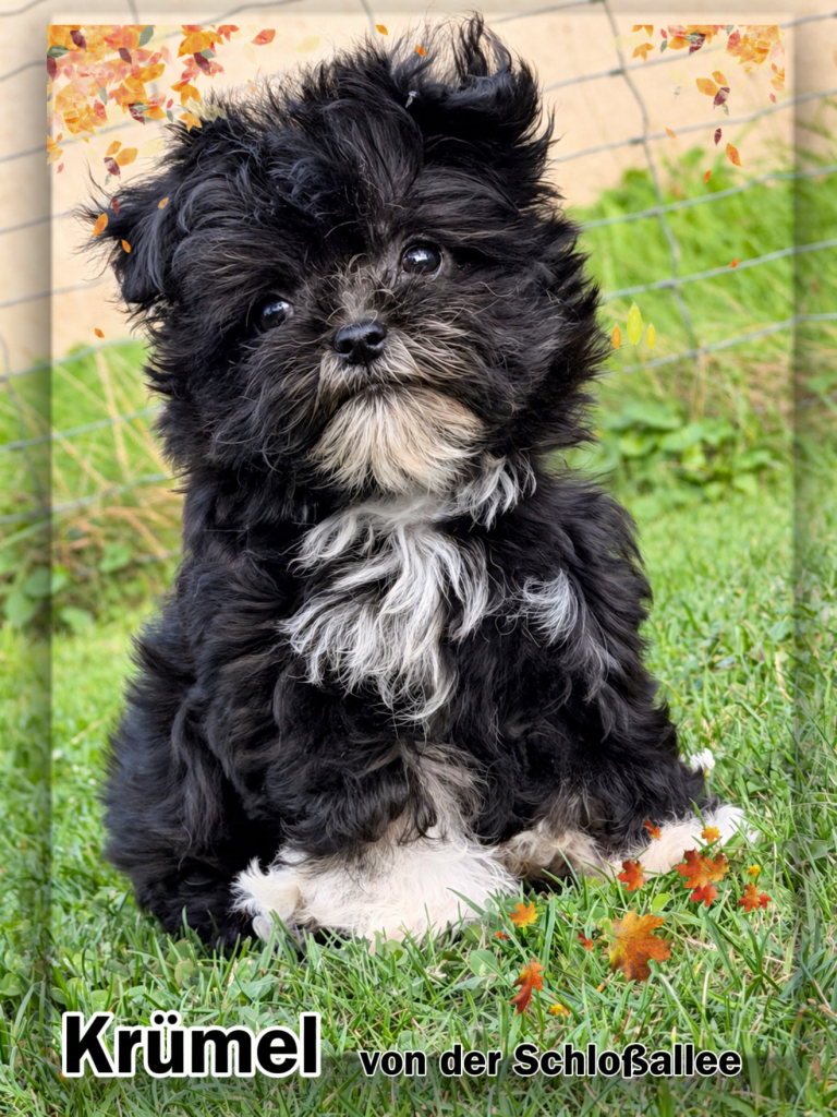 Bolonka Zwetna Zucht von der Schloßallee Schlossallee Züchter Welpe Welpen dog puppy Rüde Ruede Hündin Huendin kleinbleibend mini klein gesund kerngesund niedlich Mädchen Junge Familienhund MV Mecklenburg Vorpommern Schwerin Rostock Greifswald Güstrow Teterow Wismar Müritz Usedom Zinnowitz Rügen Bergen Berlin Hamburg Brandenburg Deutschland Niedersachsen Oldenburg Bremerhaven Cuxhaven Bremen Schleswig Holstein Flensburg Kiel Lübeck Stralsund Wittenberge Potsdam Frankfurt Cottbus Magdeburg Sachsen Anhalt Leipzig Chemnitz Zwickau Dresden Thüringen Erfurt Jena Hessen Kassel Rheinland Pfalz Wiesbaden Mainz Saarland Köln Düsseldorf München Bayern Essen Nordrhein Westfalen Augsburg Stuttgart Baden Württemberg Schweiz Österreich England Holland Anfängerhund kinderlieb Allergikerhund russischer Schoßhund Ostsee schokobraun weil creme schwarz Goldzobel schokozobel bunt von der Schlossallee Hundezucht Hof Poggensee Jagdschloss Bolonka Charakter schwarz weiß