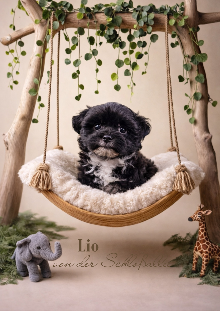 Bolonka Zwetna Zucht von der Schloßallee Schlossallee Züchter Welpe Welpen dog puppy Rüde Ruede Hündin Huendin kleinbleibend mini klein gesund kerngesund niedlich Mädchen Junge Familienhund MV Mecklenburg Vorpommern Schwerin Rostock Greifswald Güstrow Teterow Wismar Müritz Usedom Zinnowitz Rügen Bergen Berlin Hamburg Brandenburg Deutschland Niedersachsen Oldenburg Bremerhaven Cuxhaven Bremen Schleswig Holstein Flensburg Kiel Lübeck Stralsund Wittenberge Potsdam Frankfurt Cottbus Magdeburg Sachsen Anhalt Leipzig Chemnitz Zwickau Dresden Thüringen Erfurt Jena Hessen Kassel Rheinland Pfalz Wiesbaden Mainz Saarland Köln Düsseldorf München Bayern Essen Nordrhein Westfalen Augsburg Stuttgart Baden Württemberg Schweiz Österreich England Holland Anfängerhund kinderlieb Allergikerhund russischer Schoßhund Ostsee schokobraun weil creme schwarz rot Goldzobel schokozobel bunt von der Schlossallee Hundezucht Hof Poggensee Jagdschloss