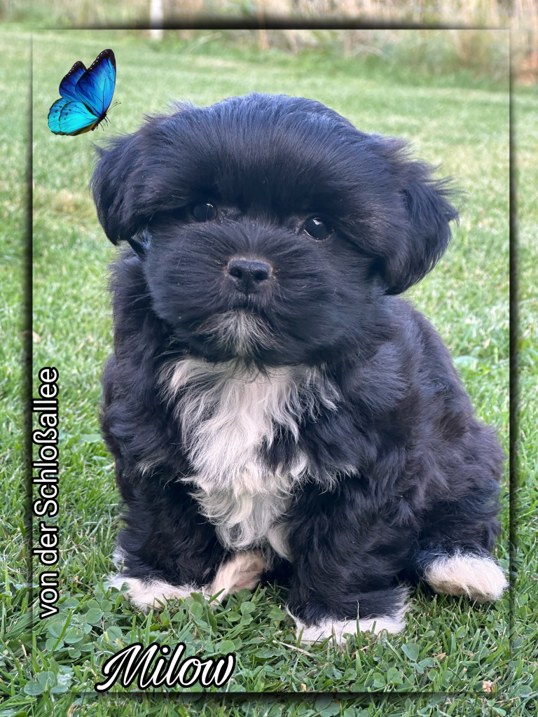 Bolonka Zwetna Zucht von der Schloßallee Schlossallee Züchter Welpe Welpen dog puppy Rüde Ruede Hündin Huendin kleinbleibend mini klein gesund kerngesund niedlich Mädchen Junge Familienhund MV Mecklenburg Vorpommern Schwerin Rostock Greifswald Güstrow Teterow Wismar Müritz Usedom Zinnowitz Rügen Bergen Berlin Hamburg Brandenburg Deutschland Niedersachsen Oldenburg Bremerhaven Cuxhaven Bremen Schleswig Holstein Flensburg Kiel Lübeck Stralsund Wittenberge Potsdam Frankfurt Cottbus Magdeburg Sachsen Anhalt Leipzig Chemnitz Zwickau Dresden Thüringen Erfurt Jena Hessen Kassel Rheinland Pfalz Wiesbaden Mainz Saarland Köln Düsseldorf München Bayern Essen Nordrhein Westfalen Augsburg Stuttgart Baden Württemberg Schweiz Österreich England Holland Anfängerhund kinderlieb Allergikerhund russischer Schoßhund Ostsee schokobraun weil creme schwarz Goldzobel schokozobel bunt von der Schlossallee Hundezucht Hof Poggensee Jagdschloss