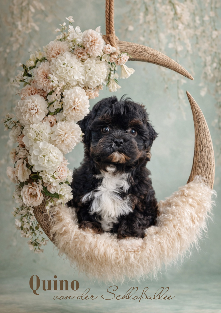 Bolonka Zwetna Zucht von der Schloßallee Schlossallee Züchter Welpe Welpen dog puppy Rüde Ruede Hündin Huendin kleinbleibend mini klein gesund kerngesund niedlich Mädchen Junge Familienhund MV Mecklenburg Vorpommern Schwerin Rostock Greifswald Güstrow Teterow Wismar Müritz Usedom Zinnowitz Rügen Bergen Berlin Hamburg Brandenburg Deutschland Niedersachsen Oldenburg Bremerhaven Cuxhaven Bremen Schleswig Holstein Flensburg Kiel Lübeck Stralsund Wittenberge Potsdam Frankfurt Cottbus Magdeburg Sachsen Anhalt Leipzig Chemnitz Zwickau Dresden Thüringen Erfurt Jena Hessen Kassel Rheinland Pfalz Wiesbaden Mainz Saarland Köln Düsseldorf München Bayern Essen Nordrhein Westfalen Augsburg Stuttgart Baden Württemberg Schweiz Österreich England Holland Anfängerhund kinderlieb Allergikerhund russischer Schoßhund Ostsee schokobraun weil creme schwarz Goldzobel schokozobel bunt von der Schlossallee Hundezucht Hof Poggensee Jagdschloss