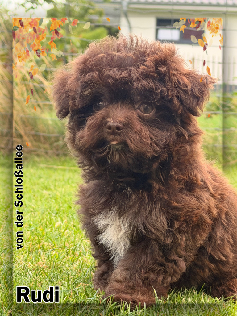 Bolonka Zwetna Zucht von der Schloßallee Schlossallee Züchter Welpe Welpen dog puppy Rüde Ruede Hündin Huendin kleinbleibend mini klein gesund kerngesund niedlich Mädchen Junge Familienhund MV Mecklenburg Vorpommern Schwerin Rostock Greifswald Güstrow Teterow Wismar Müritz Usedom Zinnowitz Rügen Bergen Berlin Hamburg Brandenburg Deutschland Niedersachsen Oldenburg Bremerhaven Cuxhaven Bremen Schleswig Holstein Flensburg Kiel Lübeck Stralsund Wittenberge Potsdam Frankfurt Cottbus Magdeburg Sachsen Anhalt Leipzig Chemnitz Zwickau Dresden Thüringen Erfurt Jena Hessen Kassel Rheinland Pfalz Wiesbaden Mainz Saarland Köln Düsseldorf München Bayern Essen Nordrhein Westfalen Augsburg Stuttgart Baden Württemberg Schweiz Österreich England Holland Anfängerhund kinderlieb Allergikerhund russischer Schoßhund Ostsee schokobraun weil creme schwarz Goldzobel schokozobel bunt von der Schlossallee Hundezucht Hof Poggensee Jagdschloss Charakter schwarz weiß Zobel schokozobel